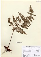 藏品(小膜蓋蕨)的圖片